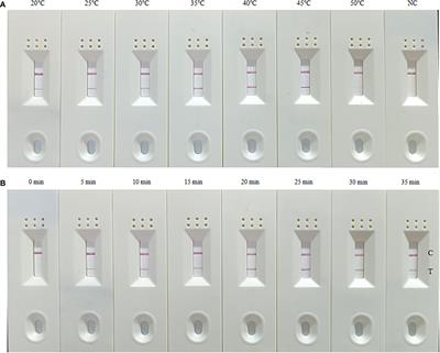 Development and evaluation of a rapid and sensitive multienzyme isothermal rapid amplification with a lateral flow dipstick assay for detection of Acinetobacter baumannii in spiked blood specimens